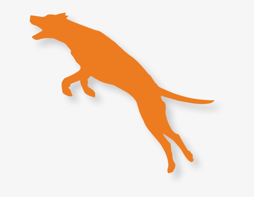 Patented Collagen Extract That Helps Support The Normal - Dog Catches Something, transparent png #3733721