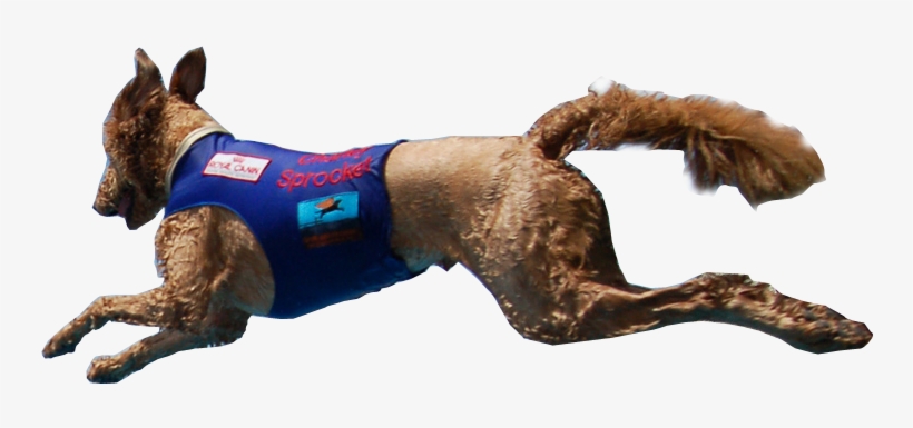 Dog Catches Something, transparent png #3733723