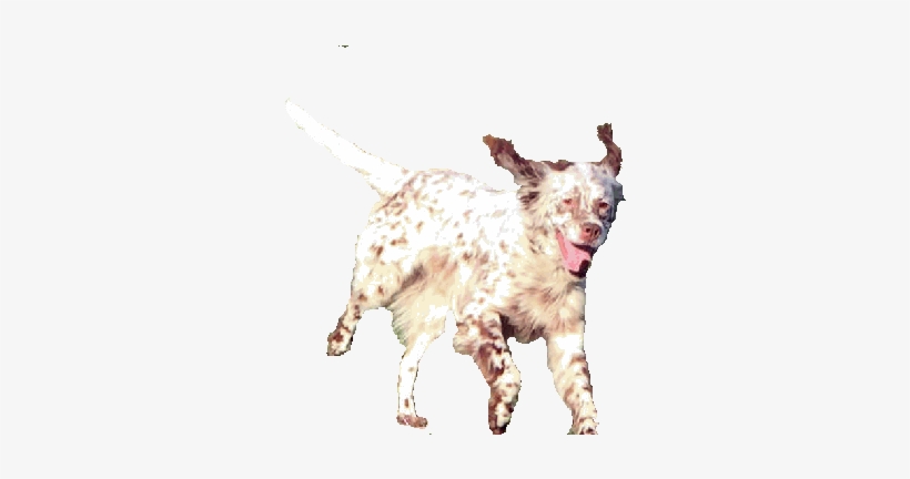 English Setter, transparent png #3733786