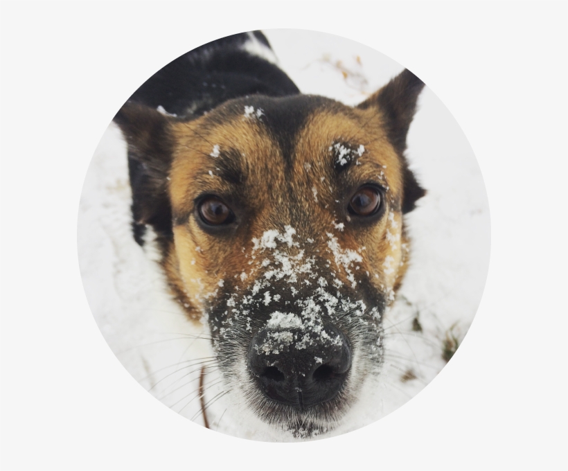 Companion Dog, transparent png #3733813