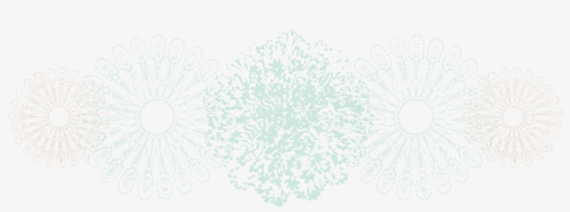 About Tyrone - - Barberton Daisy, transparent png #3734192