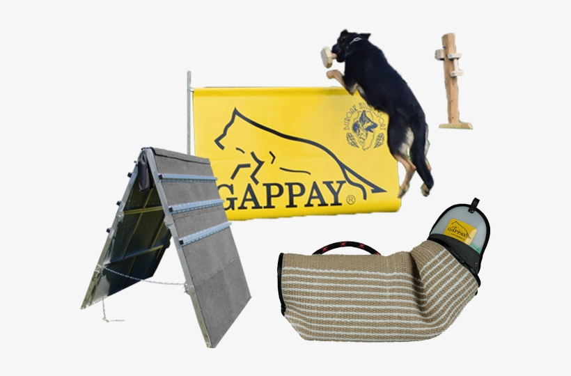 Club Members Will Be Training Ahead Of Guests In All - Dog Agility, transparent png #3734242