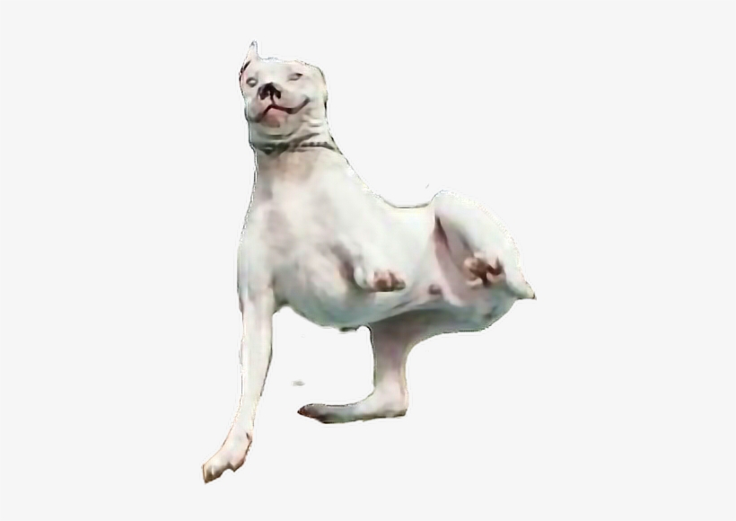 Report Abuse - Dog, transparent png #3734274