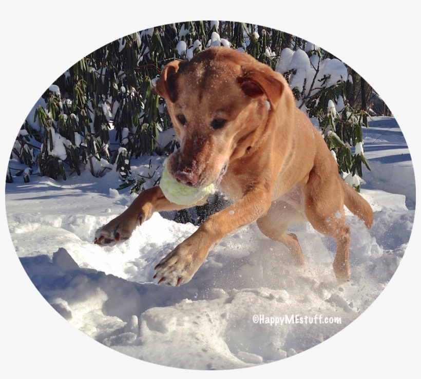 Dive Into Maine Winter Fun - Happyme, transparent png #3734347