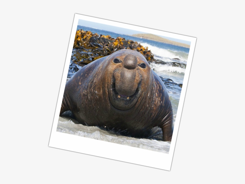 Picture - Elephant Seals, transparent png #3739121