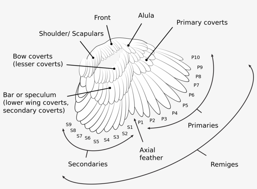 Wing Wiki - Bird, transparent png #3741116
