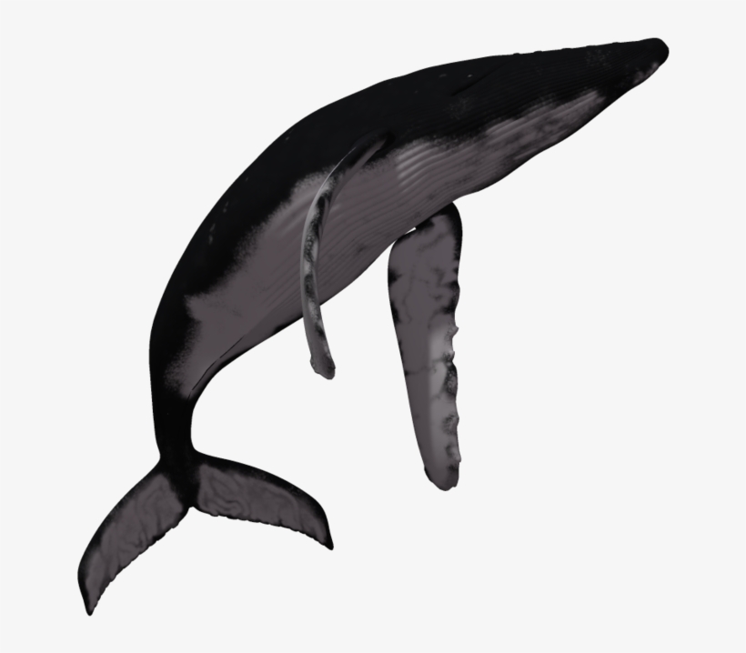 Download Whale Fish Png Transparent Images Transparent - Humpback Whale, transparent png #3741140