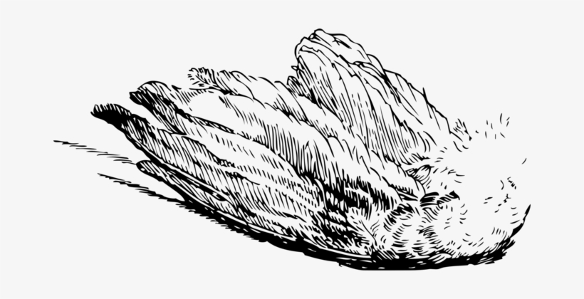 Bird Flight Drawing Feather - Bird Wing Transparent, transparent png #3741173