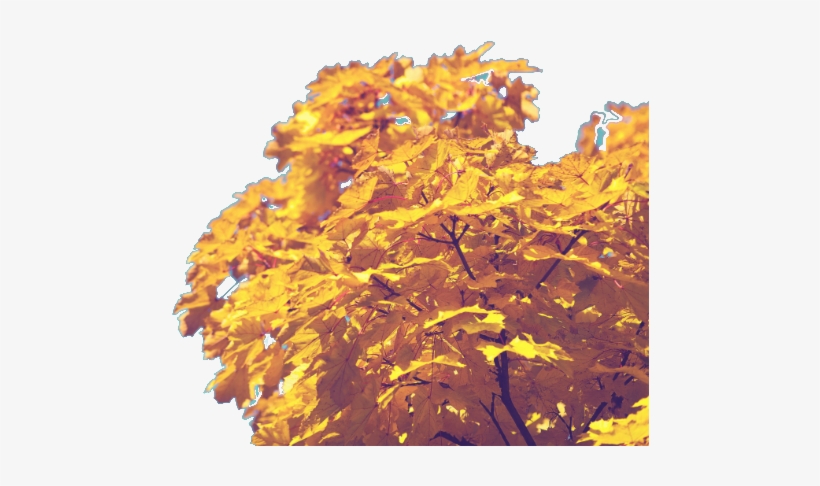 Fall Is Here Transparent Background - Solid Backgrounds, transparent png #3742592