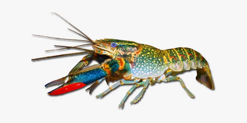 Redclaw Cherax Quadricarinatus Red Claw Free Transparent Png - red claws roblox