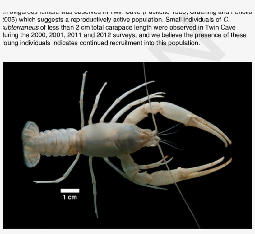 The Largest Recorded Adult Female Delaware County Cave - Cambarus Subterraneus, transparent png #3743477