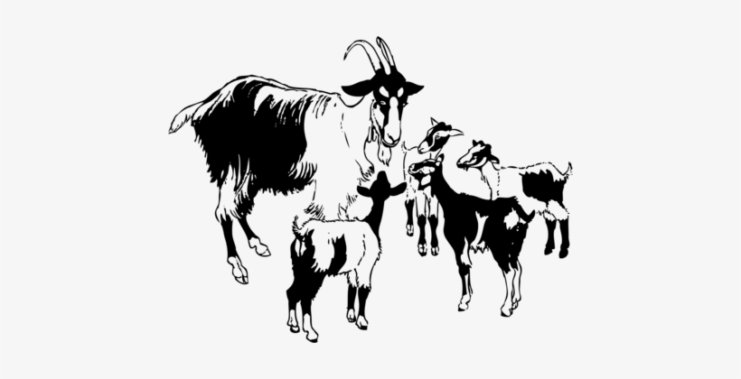 Pygmy Goat Sheep Boer Goat Black Bengal Goat Anglo-nubian - Funny Goat Tshirt: You Ve Goat, transparent png #3743956