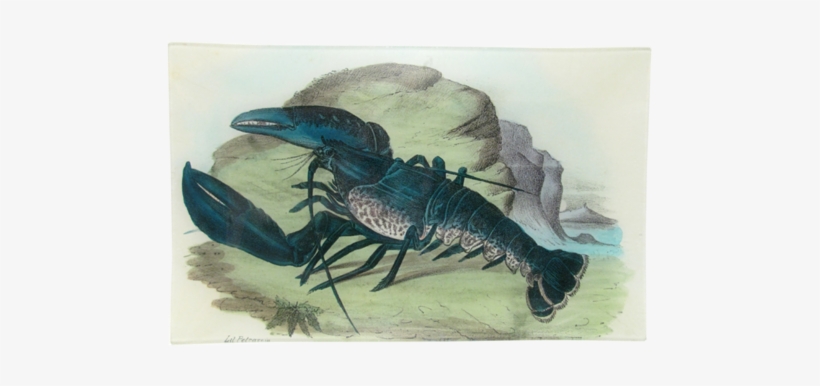 Blue Lobster Blue Lobster - Reproduction Procédé Giclée Crustaceans, 1863-79 Par, transparent png #3744012