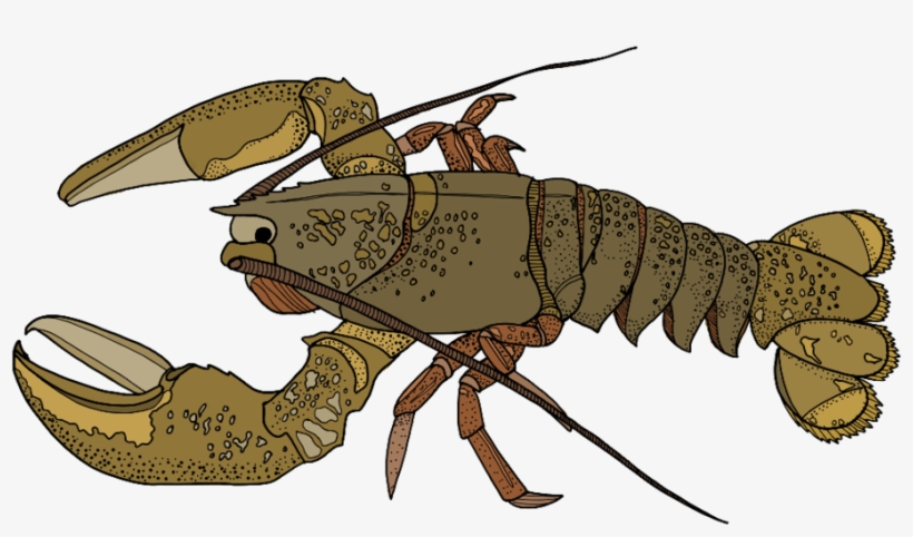Lobster - Portable Network Graphics, transparent png #3744123