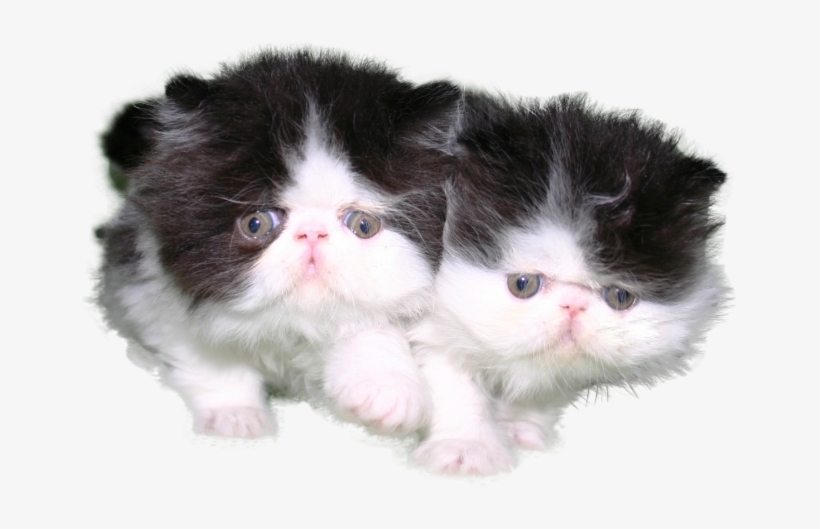 Black And White Kitten Png, transparent png #3745133