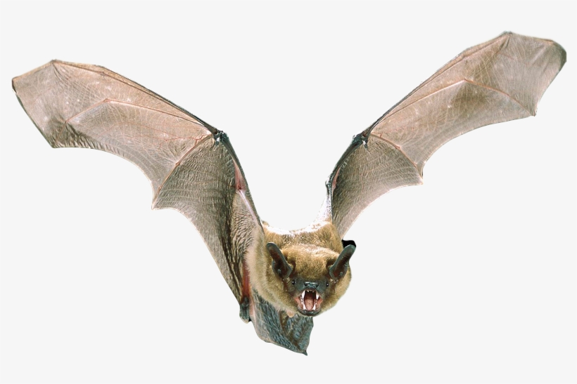Michigan Bat Control - Bats Information, transparent png #3745500