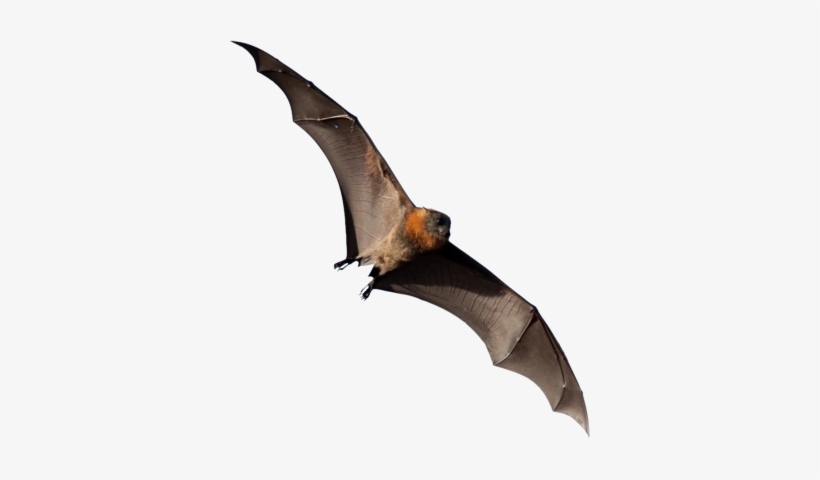 Flying Fox Png, transparent png #3745832