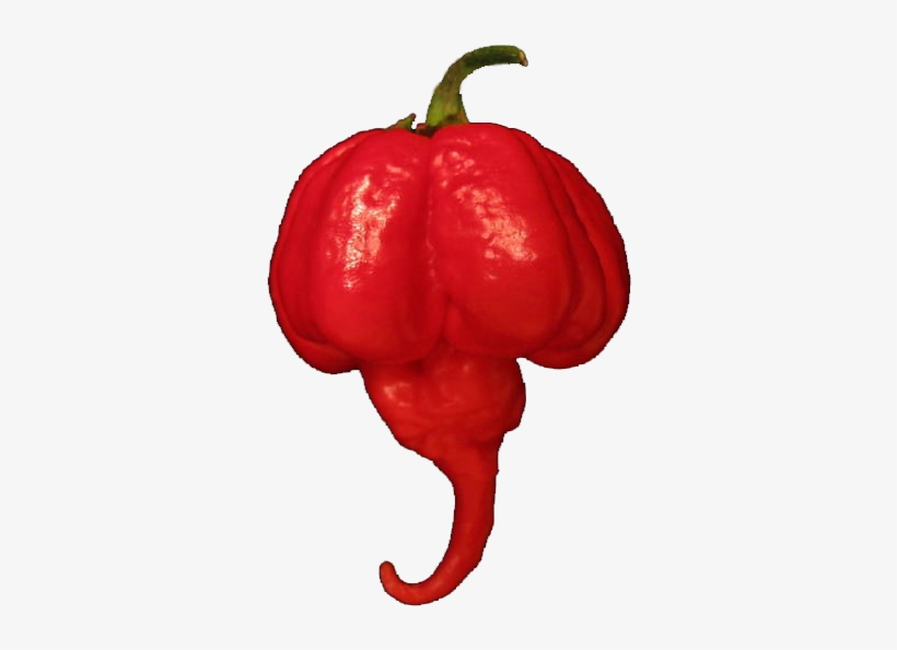 Ghost Pepper Challenge - Trinidad Moruga Scorpion Png, transparent png #3746481