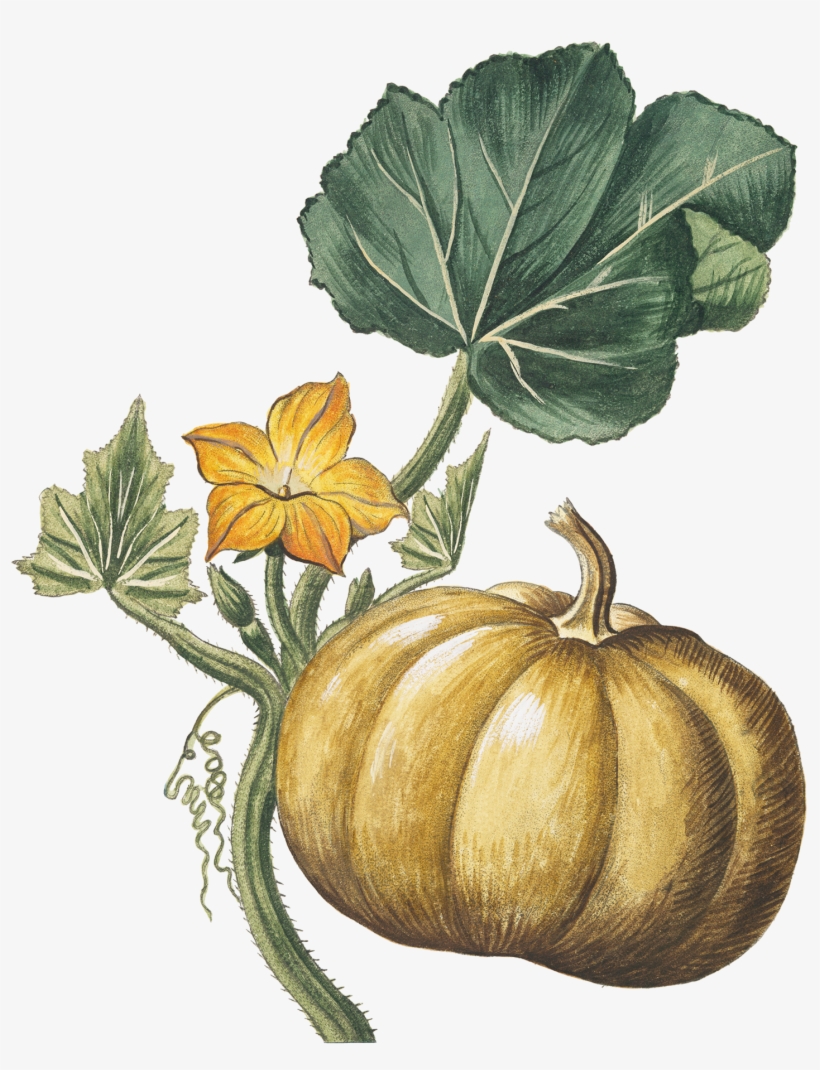 Free Download Calabaza Ilustracion Botánica Clipart - Pumpkin Pendant Necklace - Autumn Jewelry - Vintage, transparent png #3749699
