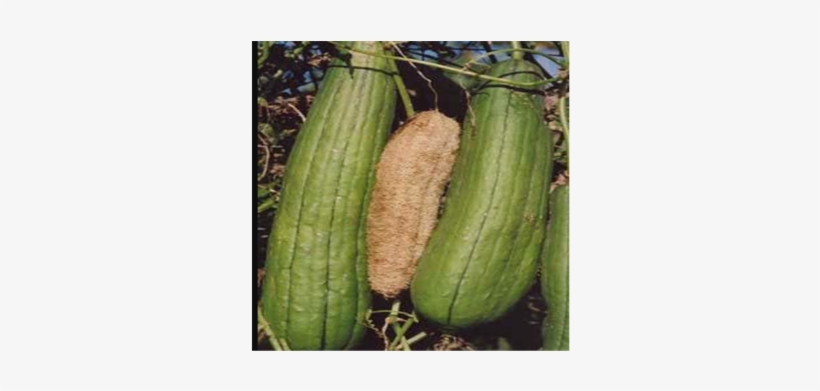 Dried Sponge Gourd - Luffa Cylindrica, transparent png #3749747