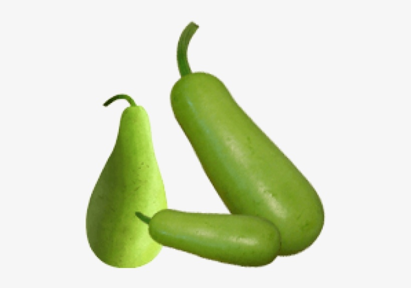 Sale Bottle Gourd Round 1 Kg - Bottle Gourd Png Transparent, transparent png #3749831