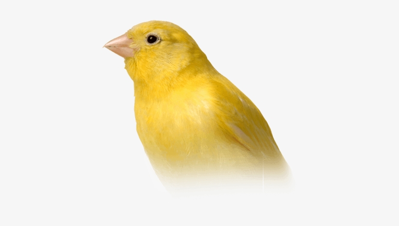 Family, transparent png #3749901
