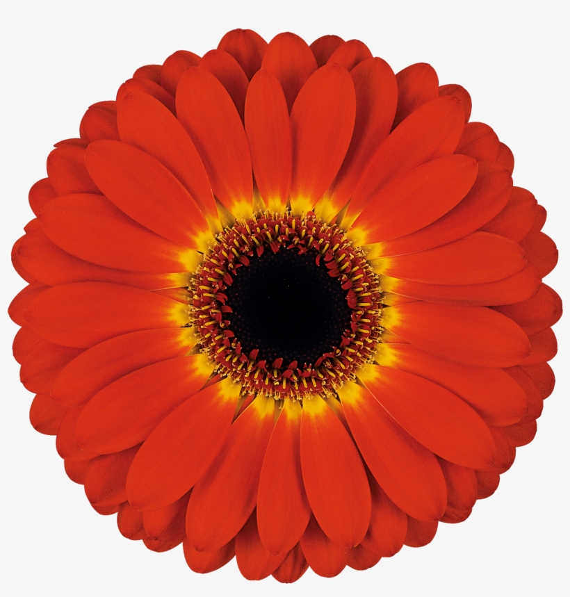 High Resolution Image, Download File - Transvaal Daisy, transparent png #3750106