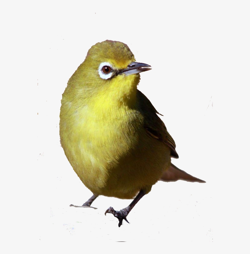 White-eye - Cape White-eye, transparent png #3750697
