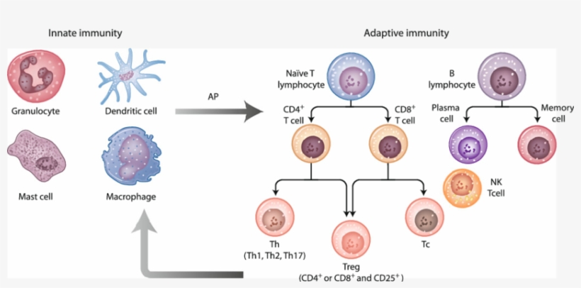 Major Cell Subsets Of The Innate And Adaptive Immune - Immune System, transparent png #3750790