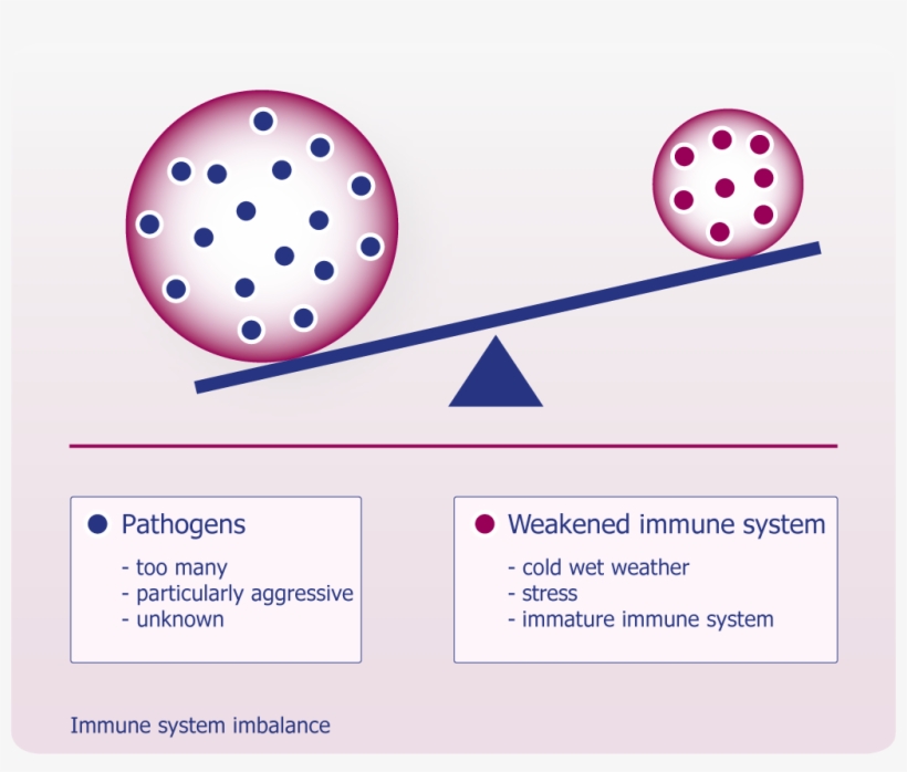 The - Immune System Is Weakened, transparent png #3751024
