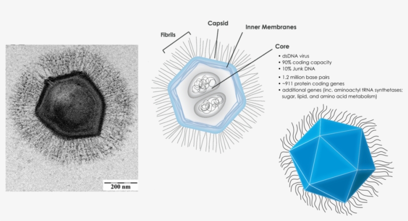 1280px-mimivirus Composite - Mimivirus, transparent png #3751068