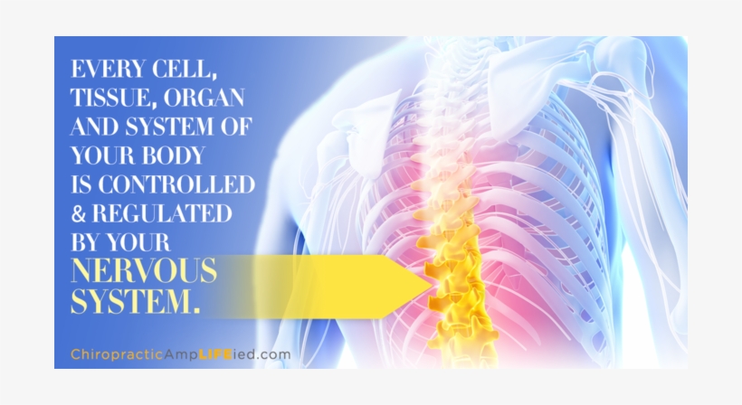 Ishmaels Care Of The Back, transparent png #3751126