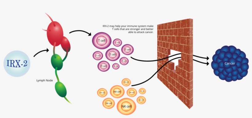 Irx-2 Is An Immunotherapy Designed To Put The Immune - Immune System, transparent png #3751603