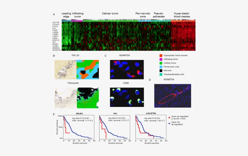 Cancer Immunotherapy Research Is Rapidly Advancing, - Innate Immune System, transparent png #3751897