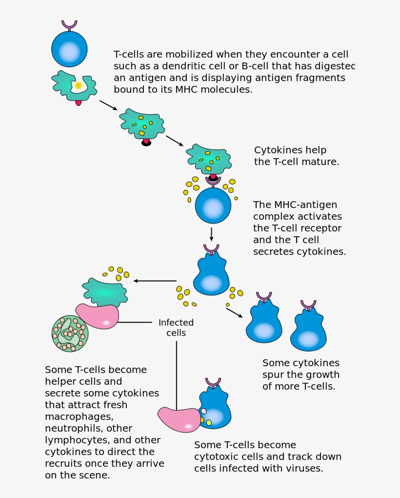 Types Of Immune Responses - T Cell Stimulation With Peptide Pool, transparent png #3752546