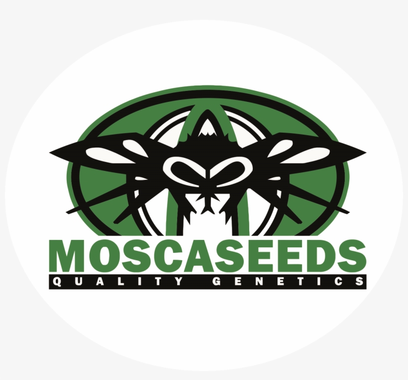 Mosca Seeds - Seed, transparent png #3752747