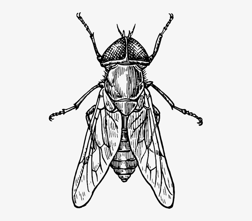 Mosca, Escarabajo, Insecto, Alas - Detailed Drawing Of Insects, transparent png #3752773