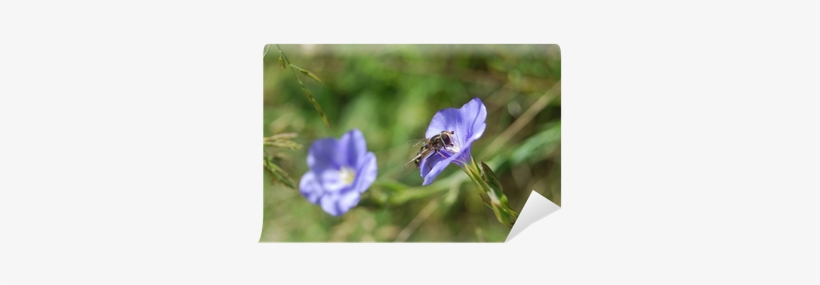 Mosca De Las Flores Wall Mural • Pixers® • We Live - Hoverflies, transparent png #3752901