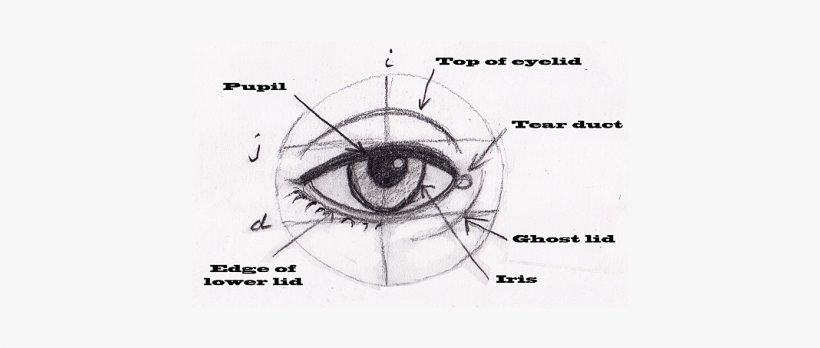 So Our Eyes Are Usually Small Compared With The Size - Human Eye Proportions, transparent png #3753362