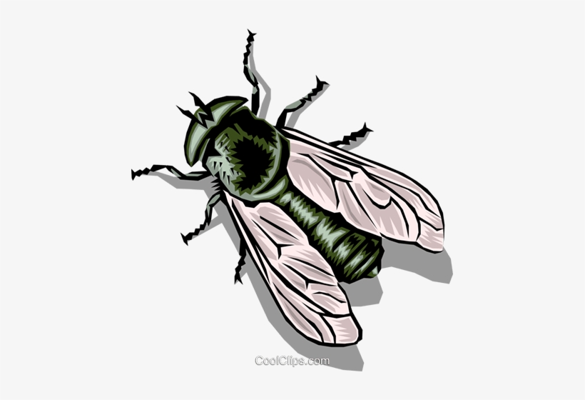 Mosca Doméstica Libres De Derechos Ilustraciones De - Муха Рисунок, transparent png #3753418