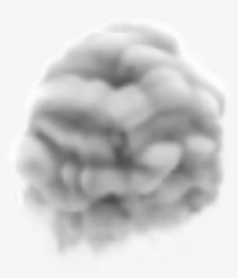 Macro Photography, transparent png #3754345