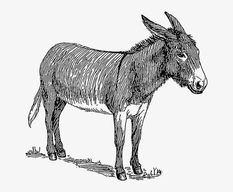 Drawn Donkey Cartoon Old - Donkey Drawing - Free Transparent PNG Download -  PNGkey