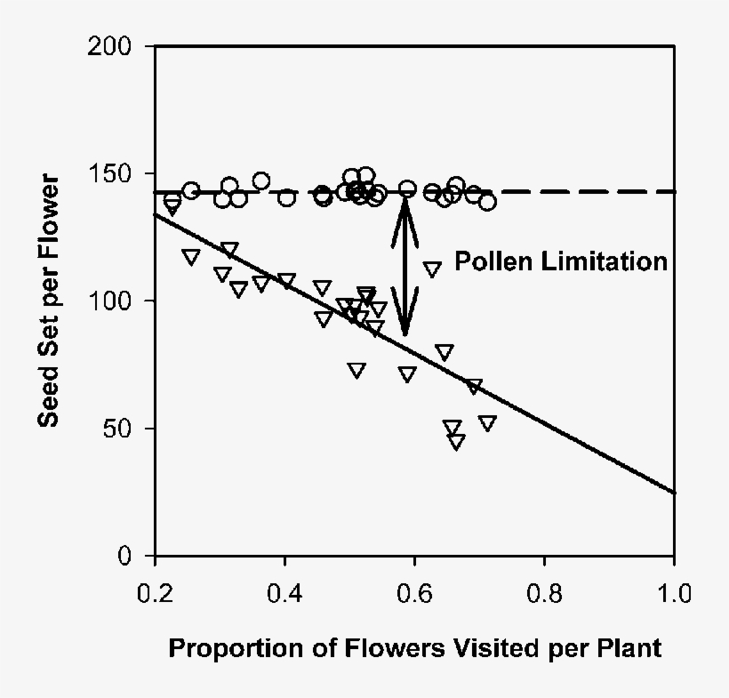 Seed Set Per Penstemon Flower In Response To The Proportion - Flower, transparent png #3756612