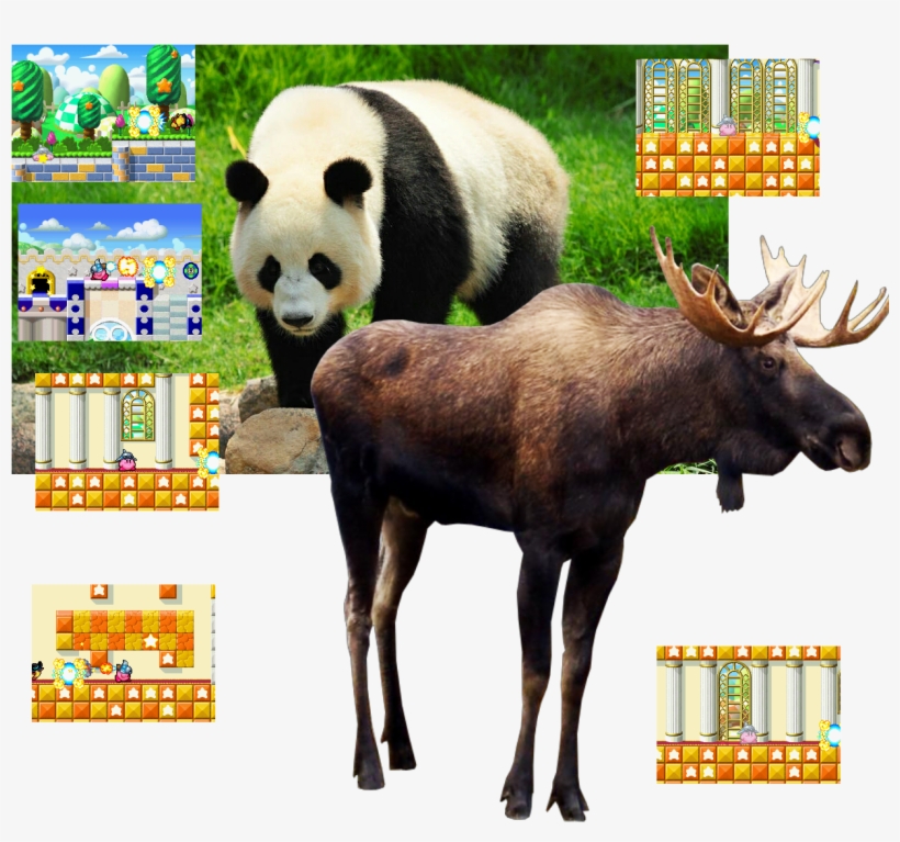 Moose, Giant Panda, Animals Get Reincarnation By Prayers, transparent png #3757783