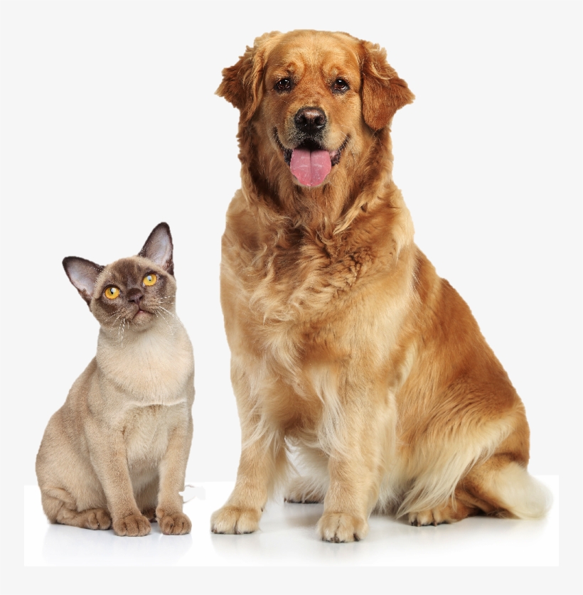 Dogcat - April Is Pet Month, transparent png #3758061