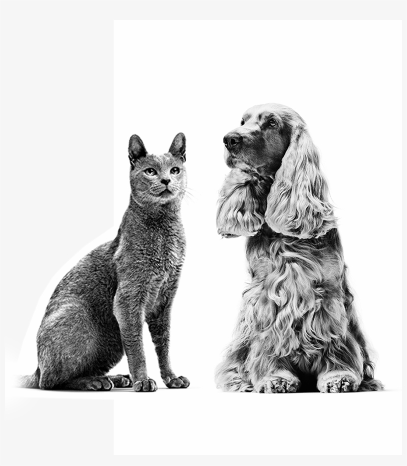 Itchy Cats And Dogs Have A Compromised Quality Of Life - Royal Canin Black And White Dog, transparent png #3758085