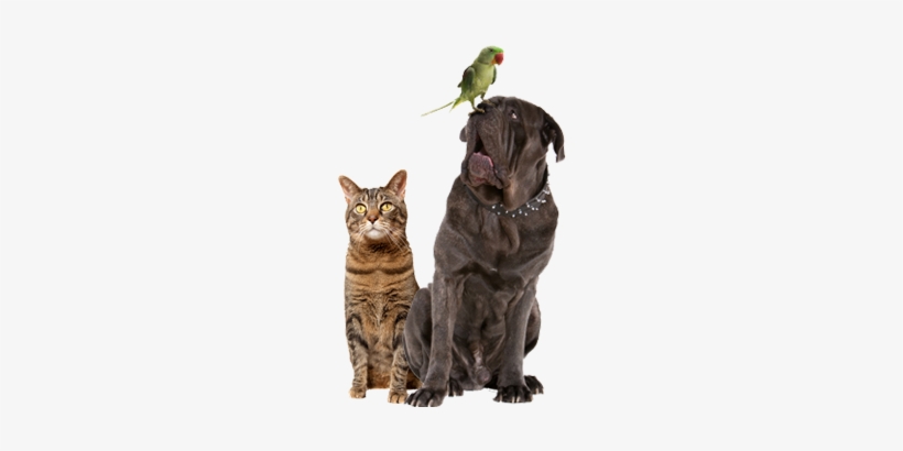 Schedule Today - Parrot Sitting On Dog, transparent png #3758137