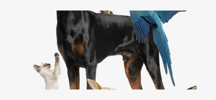 Dog Cat Bunny Bird Frog Snake Mouse900png - Doberman Pinscher Training Guide Doberman Pinscher, transparent png #3758165