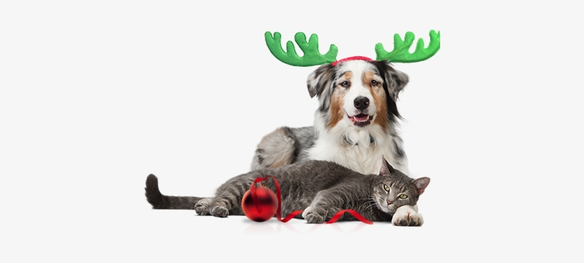 Lights, Decorations And Toys Are A Wonderful Part Of - Pet Leash Bluetooth Gps Crowd Tracking Pet Leash, transparent png #3758403