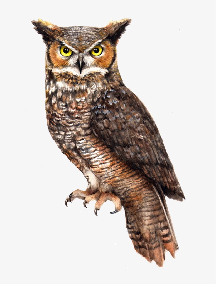 Owl Png Pic - Eastern Screech Owl Png, transparent png #3758587
